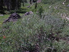 Artemisia spiciformis
