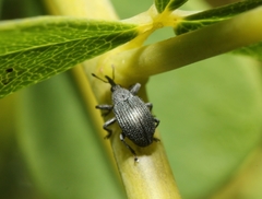 Trichapion rostrum