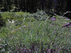 Artemisia spiciformis