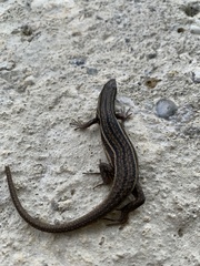 Eutropis multicarinata