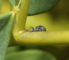 Trichapion rostrum