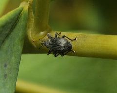Trichapion rostrum