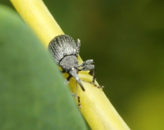 Trichapion rostrum