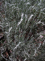 Artemisia spiciformis
