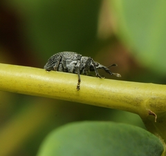 Trichapion rostrum