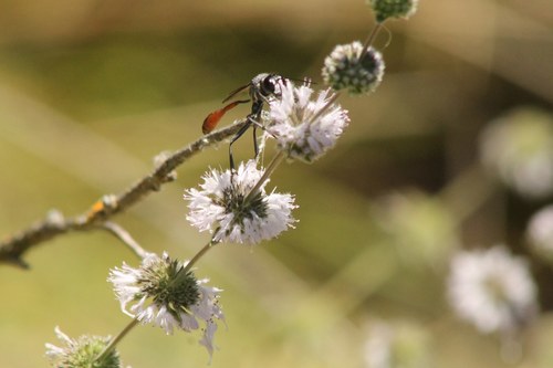 iNaturalist observation photo of Thread-waisted Sand Wasps