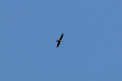 Streptoprocne rutila