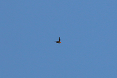 Streptoprocne rutila