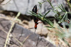 Lytta magister