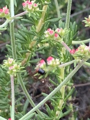 Cryptocephalus sanguinicollis