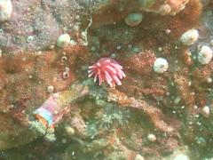 Okenia hiroi