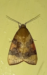 Maurilia