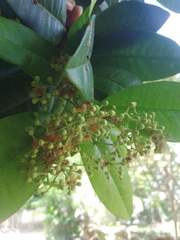 Piperales