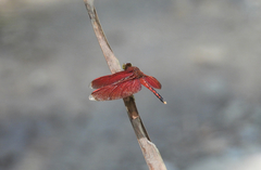 Neurothemis manadensis
