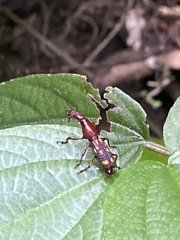 Baryrhynchus poweri