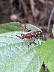 Baryrhynchus poweri
