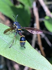 Monoceromyia