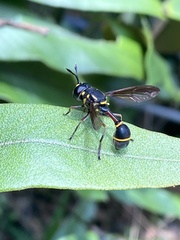 Monoceromyia