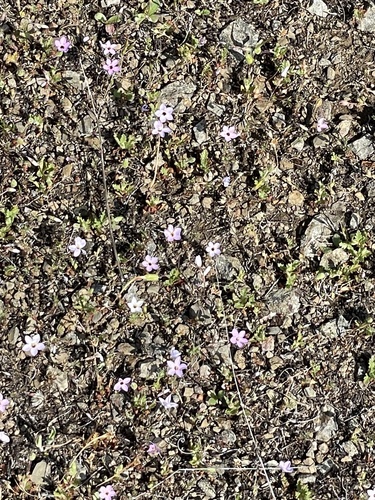 iNaturalist observation photo of Serpentine Leptosiphon