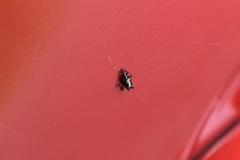 Scolopterus penicillatus