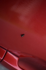 Scolopterus penicillatus