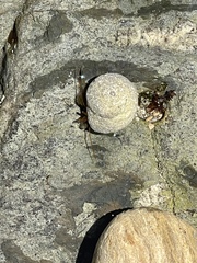 Lottia gigantea