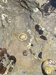 Lottia gigantea