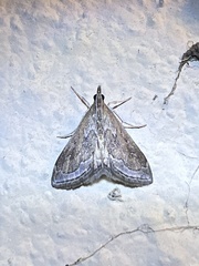Pyrausta napaealis