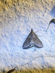 Pyrausta napaealis