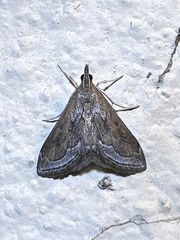 Pyrausta napaealis
