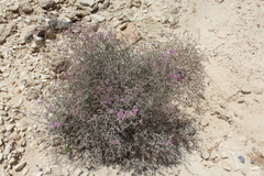 Limonium pruinosum