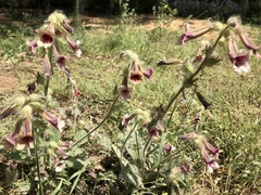 Rehmannia glutinosa