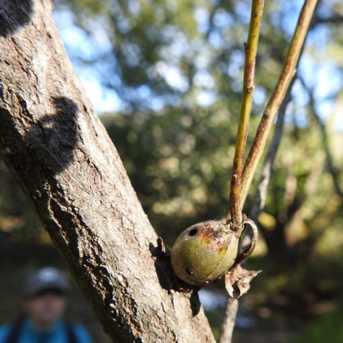 Coyote Brush Stem Gall Moth photo 4