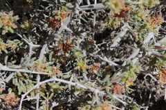 Gymnocarpos decander