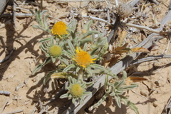 Asteriscus graveolens