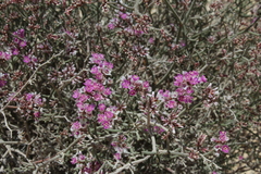 Limonium pruinosum