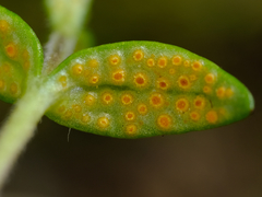 Puccinia plumbaria
