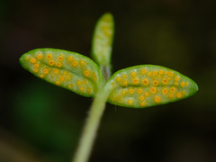 Puccinia plumbaria