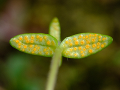 Puccinia plumbaria