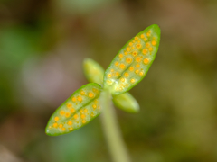 Puccinia plumbaria