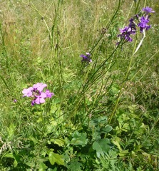 Hesperis pycnotricha