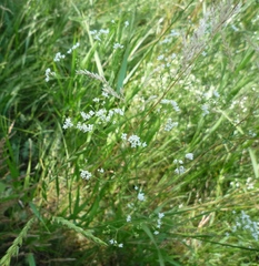 Galium octonarium