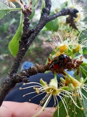Adalia bipunctata
