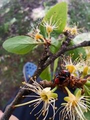 Adalia bipunctata