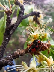 Adalia bipunctata