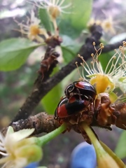 Adalia bipunctata