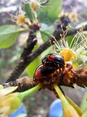 Adalia bipunctata