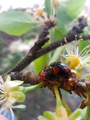 Adalia bipunctata