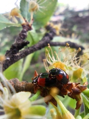 Adalia bipunctata