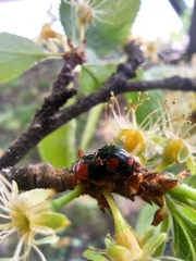 Adalia bipunctata